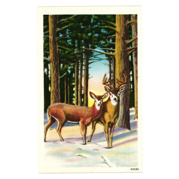 Vintage Winter Deer Scene Forest Postcard Unused 43282 Retro Art Linen Winter - Picture 1 of 2